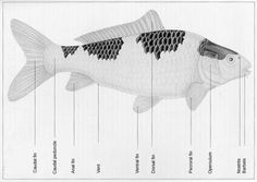 an image of a fish with labels on it's body and parts labeled in the following words