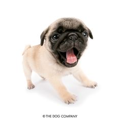 a small pug dog standing up and yawning