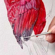 a drawing of a red bird with wings spread out and its beak is being drawn