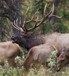 two large elk standing next to each other on a forest floor with trees in the background