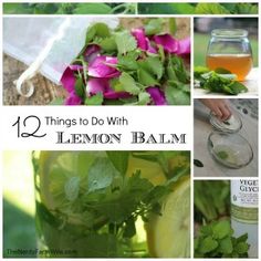 there are many things to do with lemon balm