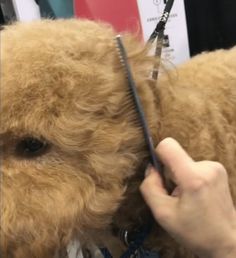 the dog is getting his hair cut at the grooming salon and ready to be combed