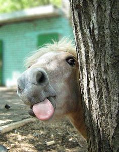 a horse sticking its tongue out next to a tree