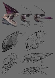 some drawings of different types of animals and their beaks are shown in this image