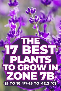 the 17 best plants to grow in zone 78