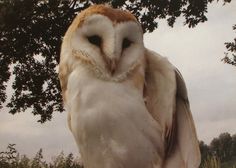 an owl sitting on top of a tree branch