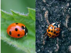 two pictures of ladybugs on the same plant and one has an insect in it