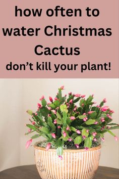 Christmas cactus in a pot. Orchid Plant Care, Cactus Water, Windowsill Garden