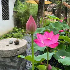 two pink flowers are in the middle of some water lilies and other green plants