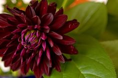 a large red flower with green leaves around it