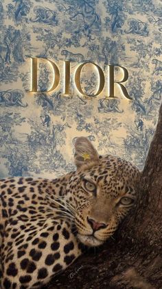 a leopard laying on top of a tree next to a sign that says dior