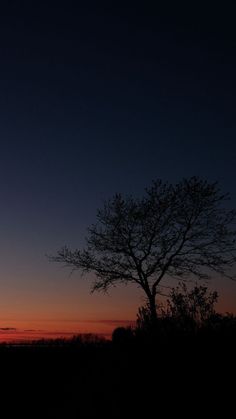 a lone tree is silhouetted against the evening sky