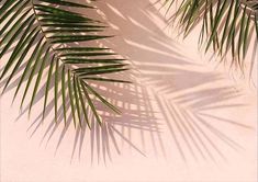 the shadow of a palm tree leaves on a wall