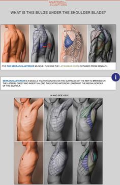 the back and shoulder muscles are shown in this screenshoter's manual, which shows