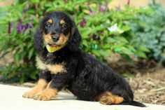 a small black and brown dog sitting in front of some bushes with purple flowers behind it