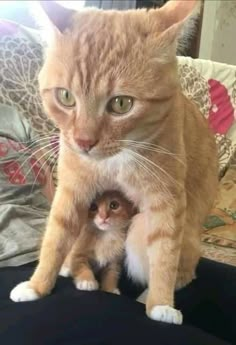 an orange cat sitting on top of a small kitten