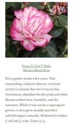 a pink flower with green leaves on it and the words grace n griff pink