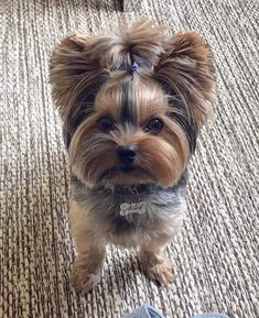 a small dog standing on top of a carpet