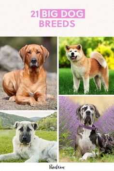 four different breeds of dogs sitting in the grass with lavenders behind them and text that reads, 21 big dog breeds