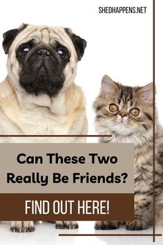 two cats and a dog sitting next to each other in front of a sign that says can these two really be friends? find out here