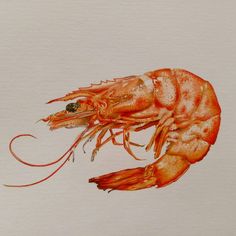 a watercolor drawing of a shrimp on white paper with red writing underneath the image