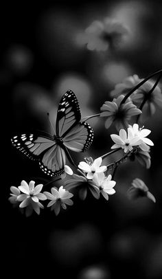 black and white photograph of two butterflies on flowers