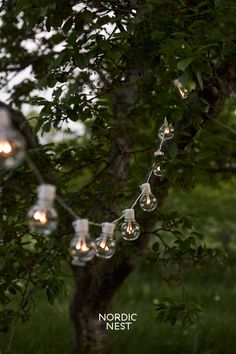 some lights are hanging from a tree