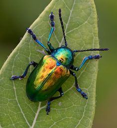 a colorful beetle sitting on top of a green leaf