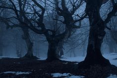 some trees in the middle of a snow covered forest with no leaves on them at night