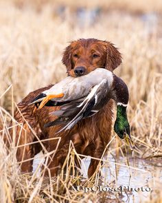 a brown dog holding a duck in its mouth while standing in the water on dry grass