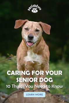 a dog standing on top of a tree stump with the title caring for your senior dog 10 things you need to know