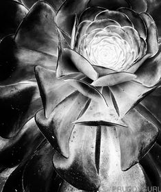 a black and white photo of a large flower