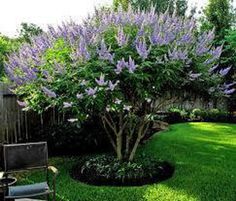 a purple tree in the middle of a green yard