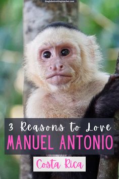 a monkey sitting on top of a tree with the words 3 reasons to love manuel antonio costa rica