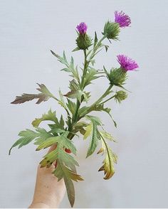 a hand holding a purple flower with green leaves