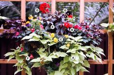 a potted plant with many different types of flowers in it's center and labeled parts