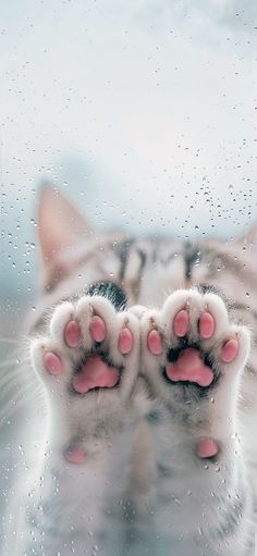 a cat's paw and paws are seen through the raindrops on a window