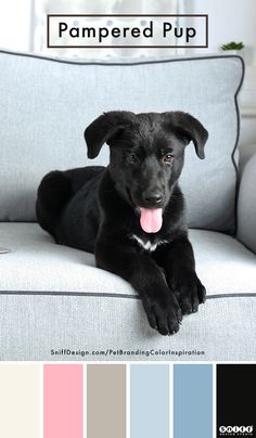 a black dog laying on top of a couch with color swatches in front of it