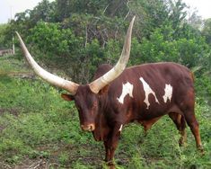 a brown and white bull with long horns standing in the grass