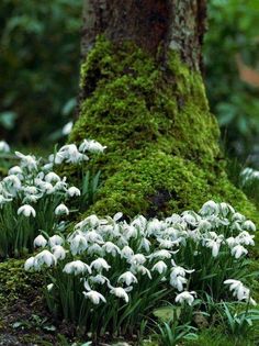 white flowers are growing in the mossy ground next to a large tree with green moss on it