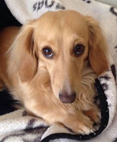 a brown dog laying on top of a blanket