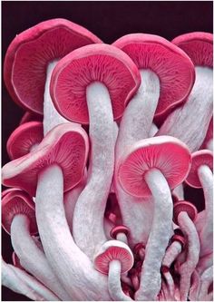 several pink and white mushrooms growing out of the ground