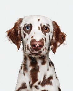 a brown and white spotted dog with blue eyes