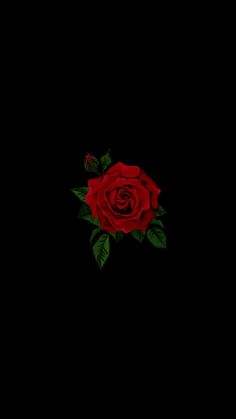 a single red rose with green leaves on a black background