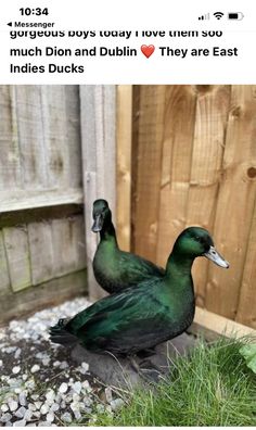 two green ducks sitting in the grass next to a wooden fence with gravel on it