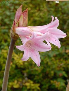 a pink flower is blooming in front of some trees