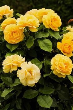 yellow roses are blooming in the garden