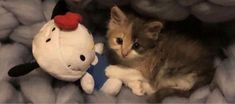 a kitten is sitting next to a stuffed animal