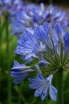 blue flowers are blooming in the garden