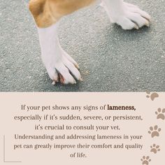 🐾 Is Your Pet Limping? Here's What You Need to Know! 🐶🐱 Early Intervention, Move It, Nerve, Get Back, Need To Know, Signs